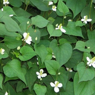 Houttuynia  - Leaderplant