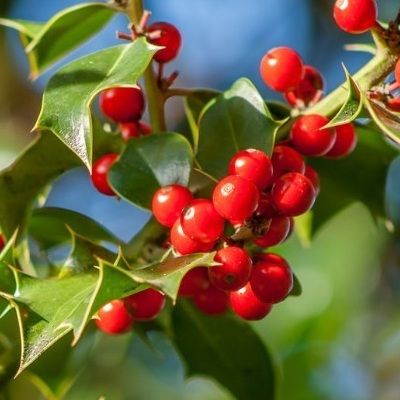 Houx commun femelle à fruits rouges - Leaderplant