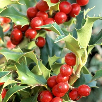 Houx commun femelle à fruits rouges - Leaderplant