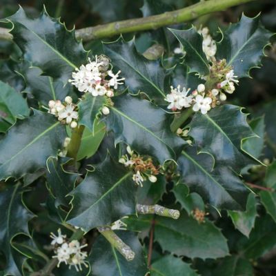 Houx commun - Leaderplant