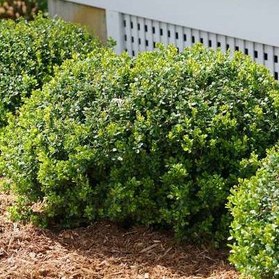 Houx crénélé Nana Hollybox - Leaderplant