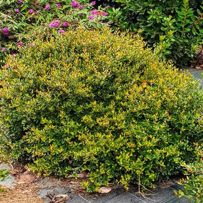 Houx crénélé Nana Hollybox - Leaderplant