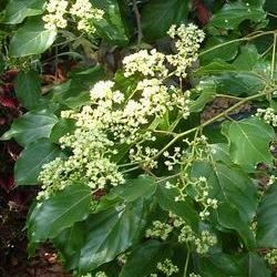 Raisinier de Chine / Siku - Leaderplant