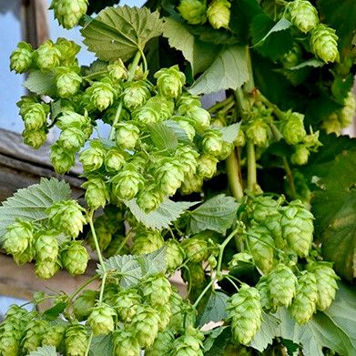 Houblon Prima Donna (femelle) - Leaderplant