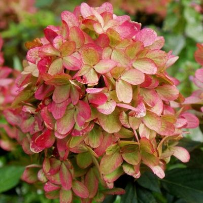 Hortensia paniculé Graffiti ®  - Leaderplant