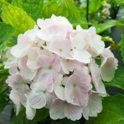 Kit plantes Terre de Bruyère - 6 variétés - Leaderplant