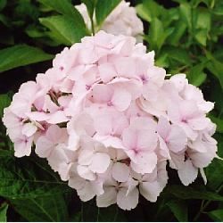 Hortensia Mme E. Mouillère - Leaderplant