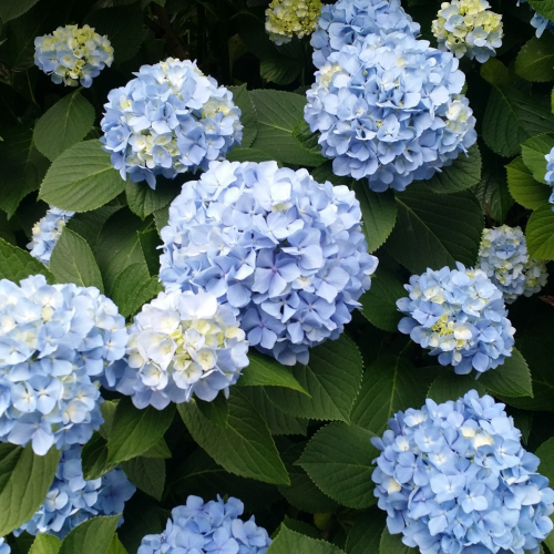 Hortensia Nikko Blue - Leaderplant