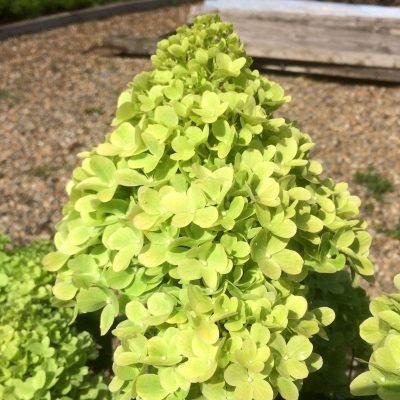 Hortensia paniculé Mojito ®  - Leaderplant