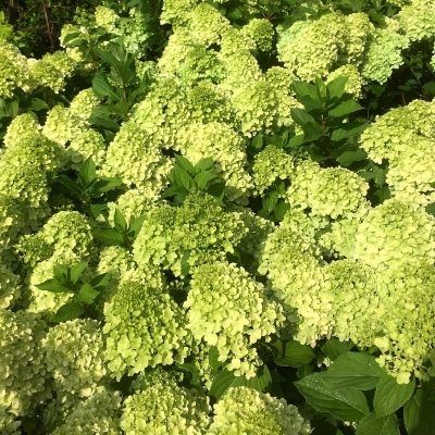 Hortensia paniculé Mojito ®  - Leaderplant