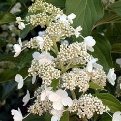 Hortensia paniculé Kyushu - Leaderplant