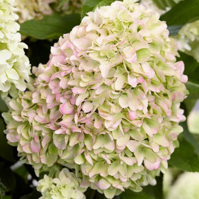 Hortensia paniculé Little Fresco - Leaderplant