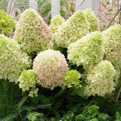 Hortensia paniculé Little Fresco - Leaderplant