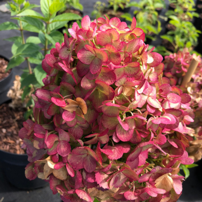 Hortensia paniculé Petite Cherry ®  - Leaderplant
