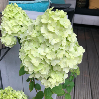 Hortensia paniculé Petite Cherry ®  - Leaderplant