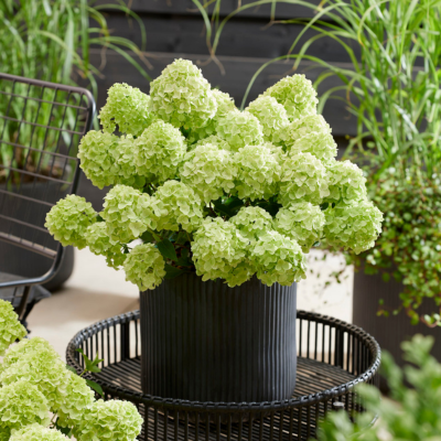 Hortensia paniculé Petite Cherry ®  - Leaderplant