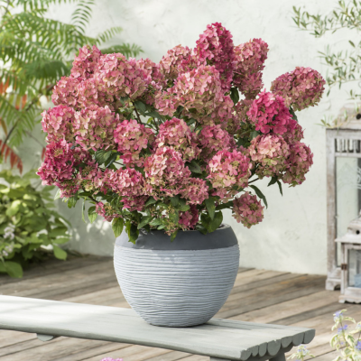Hortensia paniculé Petite Star ®  - Leaderplant