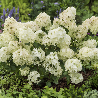Hortensia paniculé Petite Star ®  - Leaderplant