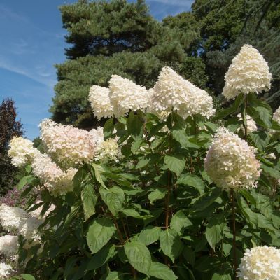Hortensia paniculé Phantom - Leaderplant