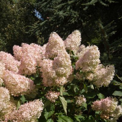 Hortensia paniculé Phantom - Leaderplant