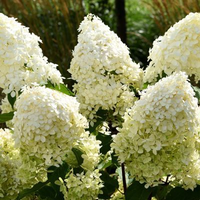 Hortensia paniculé Phantom - Leaderplant