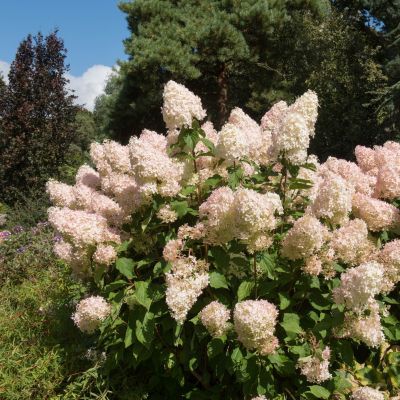 Hortensia paniculé Phantom - Leaderplant