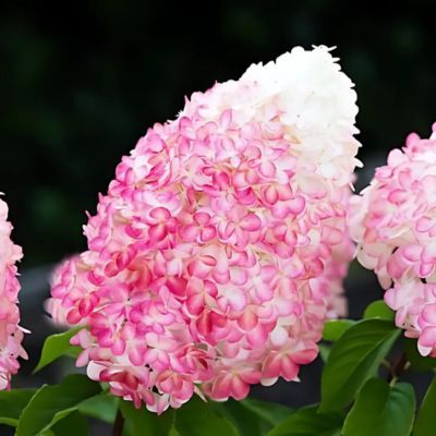 Hortensia paniculé Pink&Rose - Leaderplant