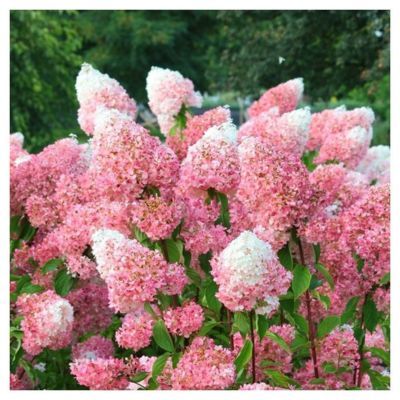 Hortensia paniculé Pink&Rose - Leaderplant