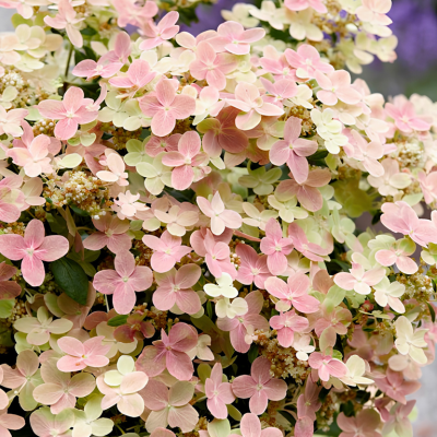 Hortensia paniculé Polestar ®  - Leaderplant