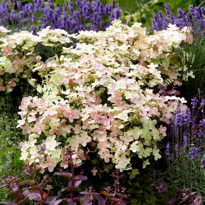 Hortensia paniculé Polestar ®  - Leaderplant