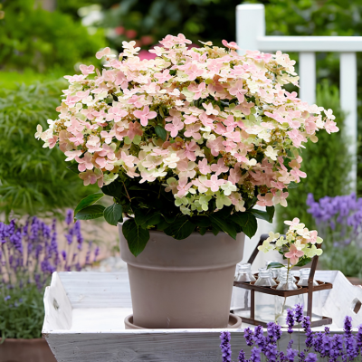 Hortensia paniculé Polestar ®  - Leaderplant