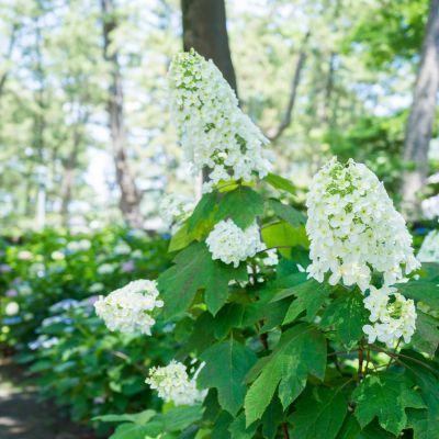 Hortensia à feuilles de chêne Alice - Leaderplant