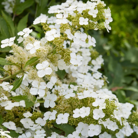 Hortensia à feuilles de chêne Ice Crystal - Leaderplant