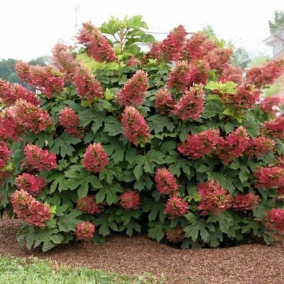 Hortensia à feuilles de chêne Ruby Slippers - Leaderplant