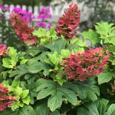 Hortensia à feuilles de chêne Ruby Slippers - Leaderplant