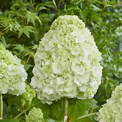 Hortensia à feuilles de chêne Tara - Leaderplant