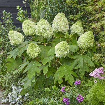 Hortensia à feuilles de chêne Tara - Leaderplant