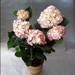 Hortensia 'Dutch Ladies Sabrina' ® - Leaderplant