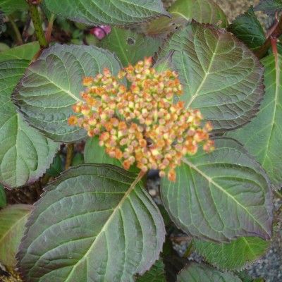 Hortensia 'Dutch Ladies Sabrina' ® - Leaderplant