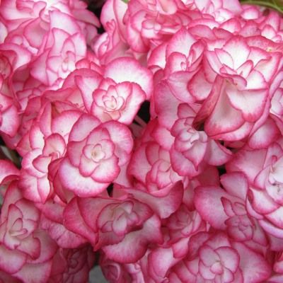 Hortensia Miss Saori ® en mini-motte - Leaderplant