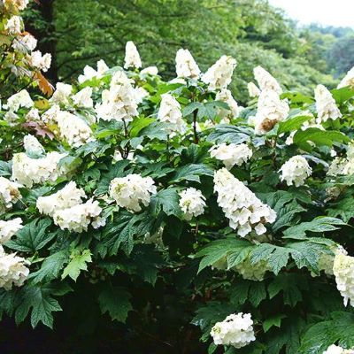 Hortensia Snow Queen - Leaderplant