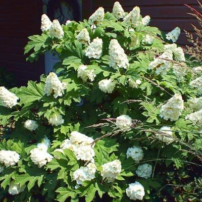 Hortensia Snow Queen - Leaderplant