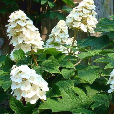 Hortensia Snow Queen - Leaderplant