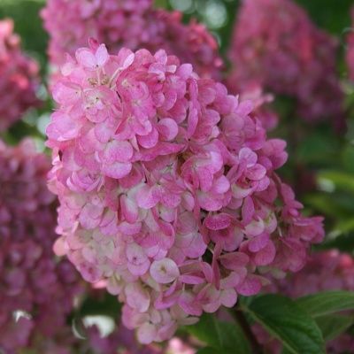 Hortensia paniculé Sundae Fraise ® - Leaderplant
