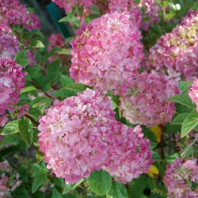 Hortensia paniculé Sundae Fraise ® - Leaderplant