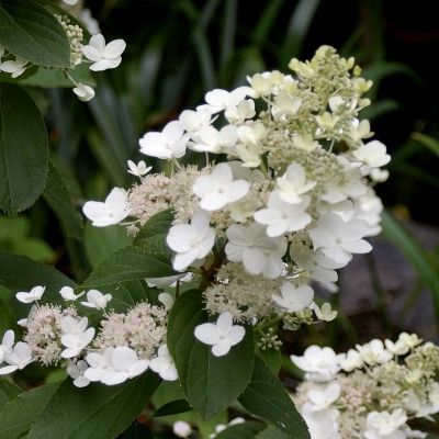 Hortensia paniculé Tardiva - Leaderplant