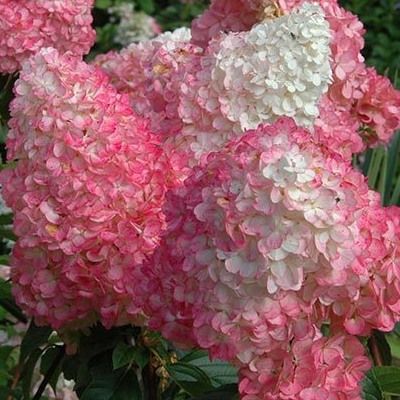 Hortensia paniculé Vanille Fraise ® Renhy - Leaderplant