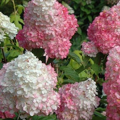 Hortensia paniculé Vanille Fraise ® Renhy - Leaderplant