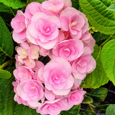 Hortensia You & Me Love ® en mini-motte - Leaderplant