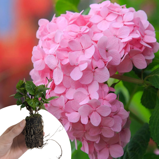 Hortensia Bouquet Rose en mini-motte  - Leaderplant